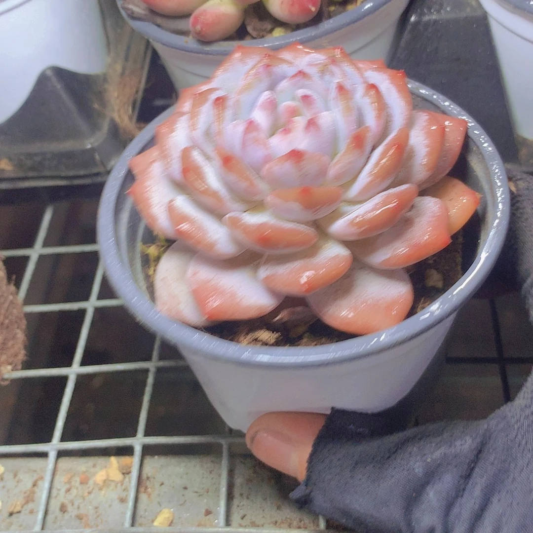 星星橙356789000000