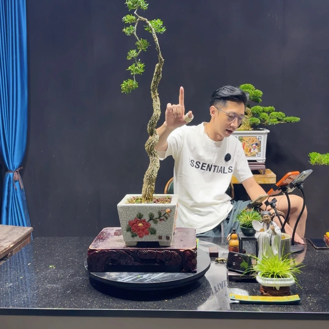 无花朵黄杨室内室外盆景艺术