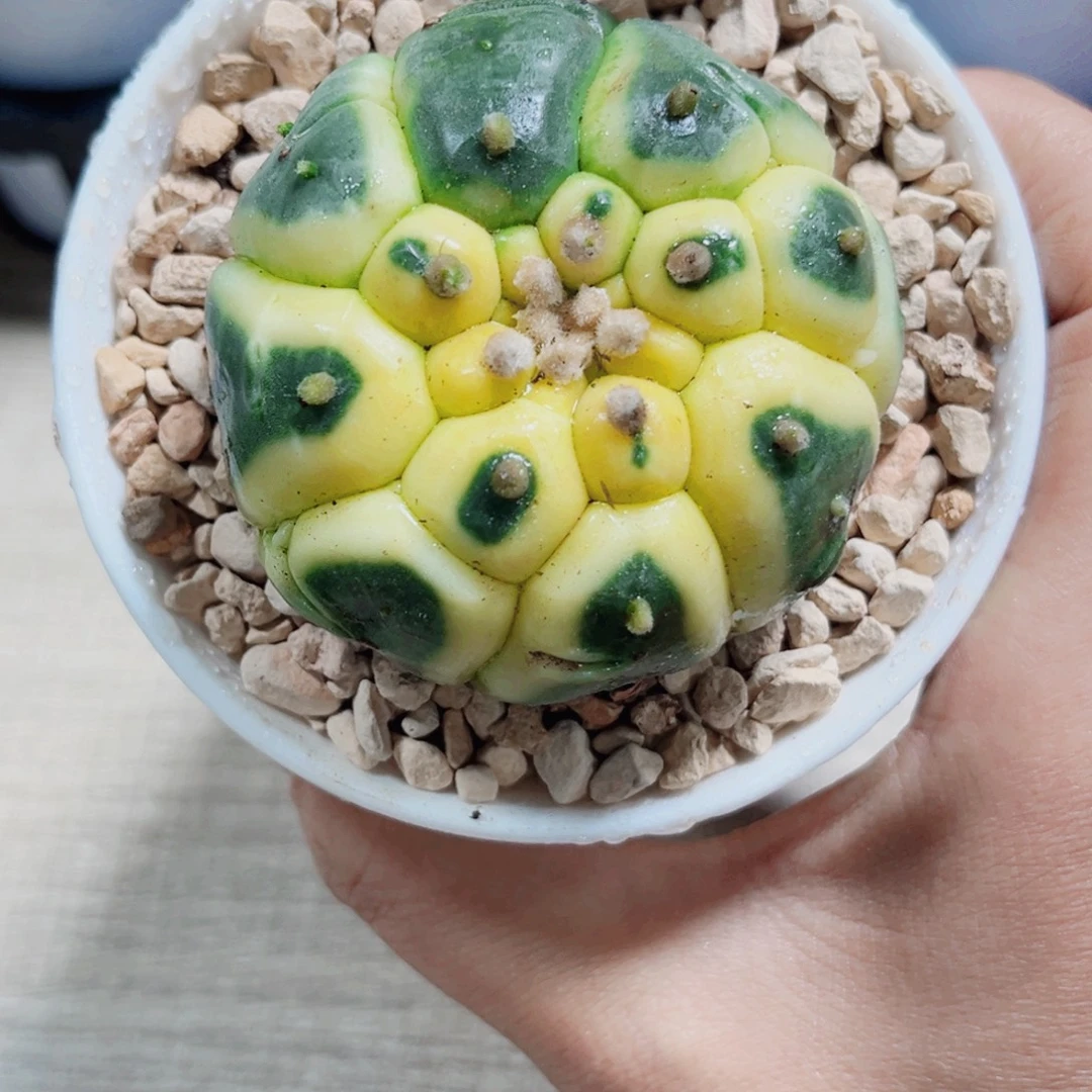 星兜锦小南瓜多肉植物