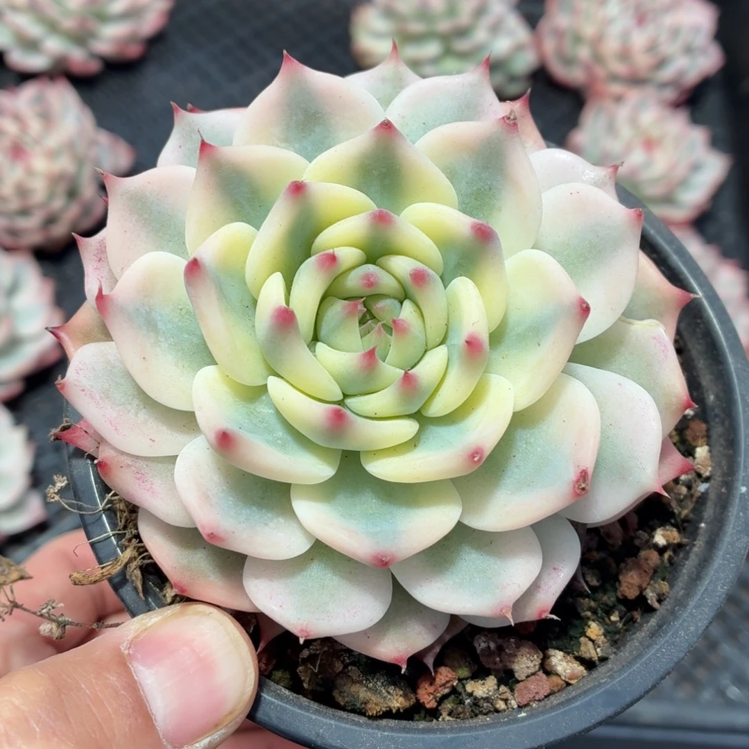 刘六六吉娃娃锦A0029