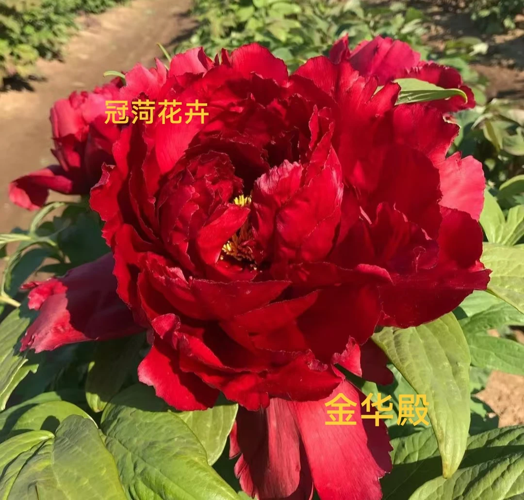 【金华殿】日系牡丹花苗芍药根嫁接苗