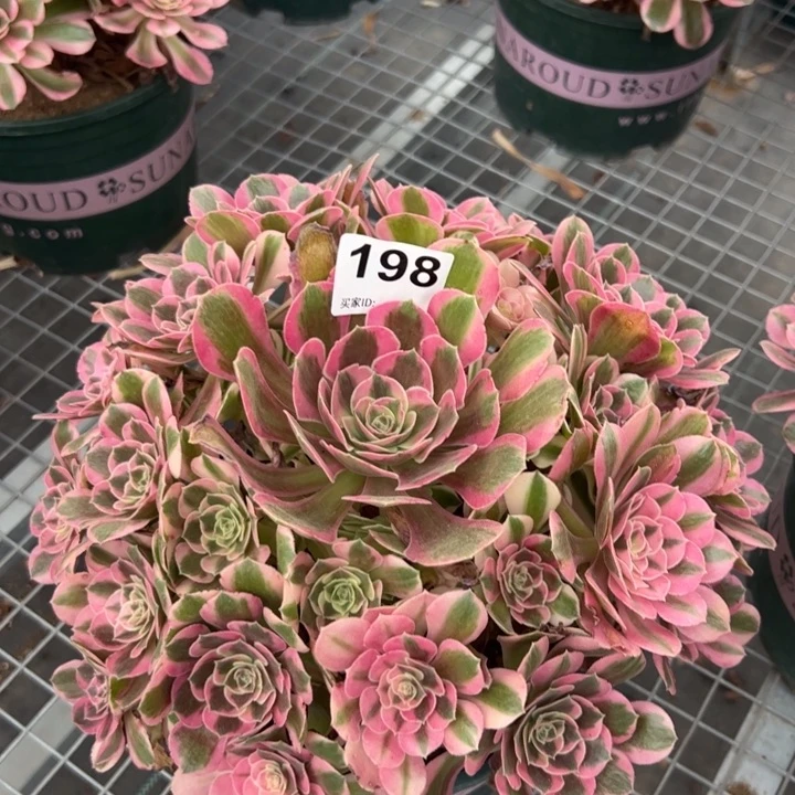 198粉女郎30厘米半木质
