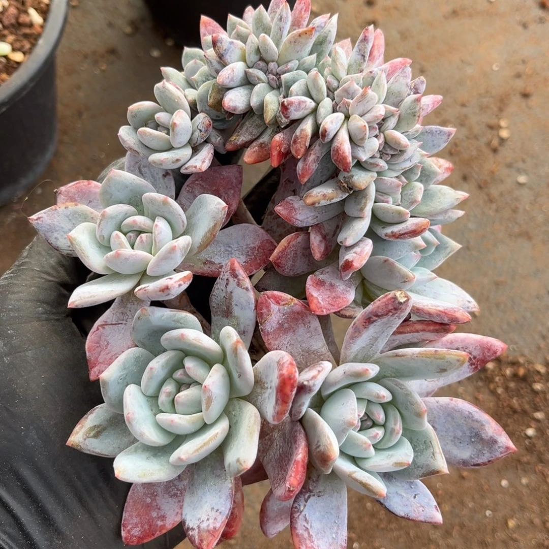 颖***@颖000000000000000000