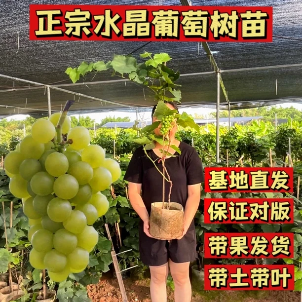 正宗水晶葡萄苗早熟青提阳台盆栽葡萄树苗庭院爬藤南方北方种植