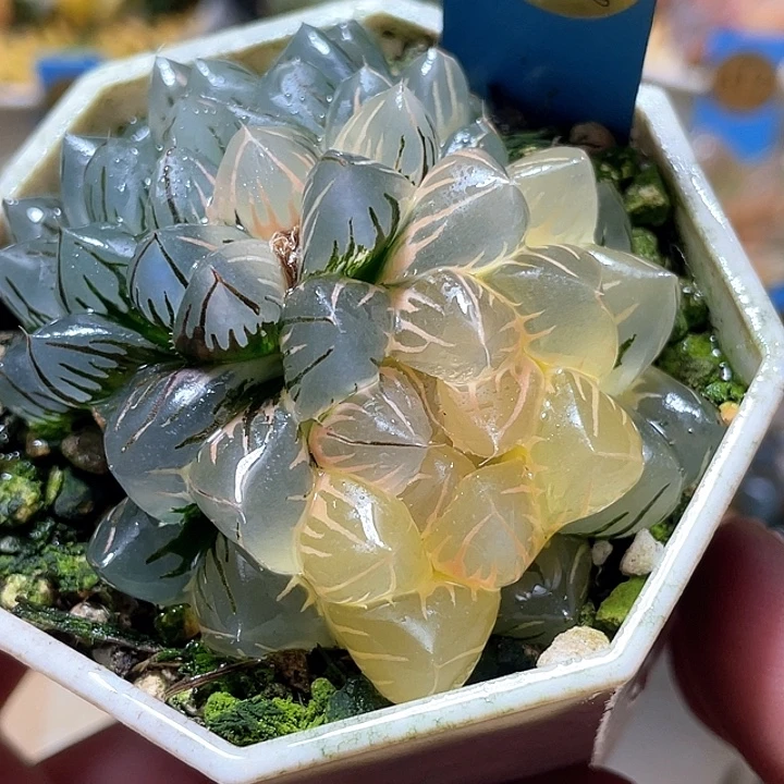 688双头水中月锦特选福利