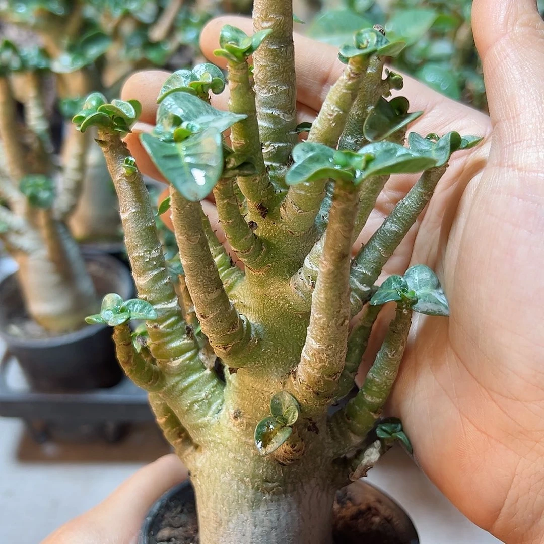 哥斯啦沙漠玫瑰叶展6公分带盆