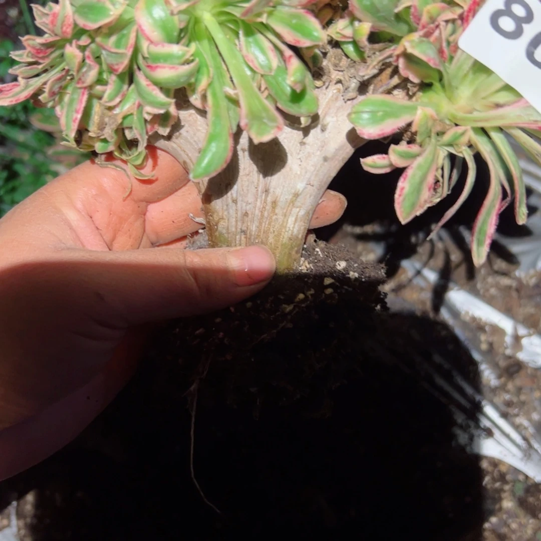 801 号多肉植物法师新年福利