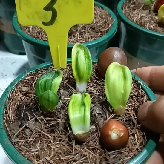 a***o无花朵君子兰小苗君子兰小苗君子兰小苗