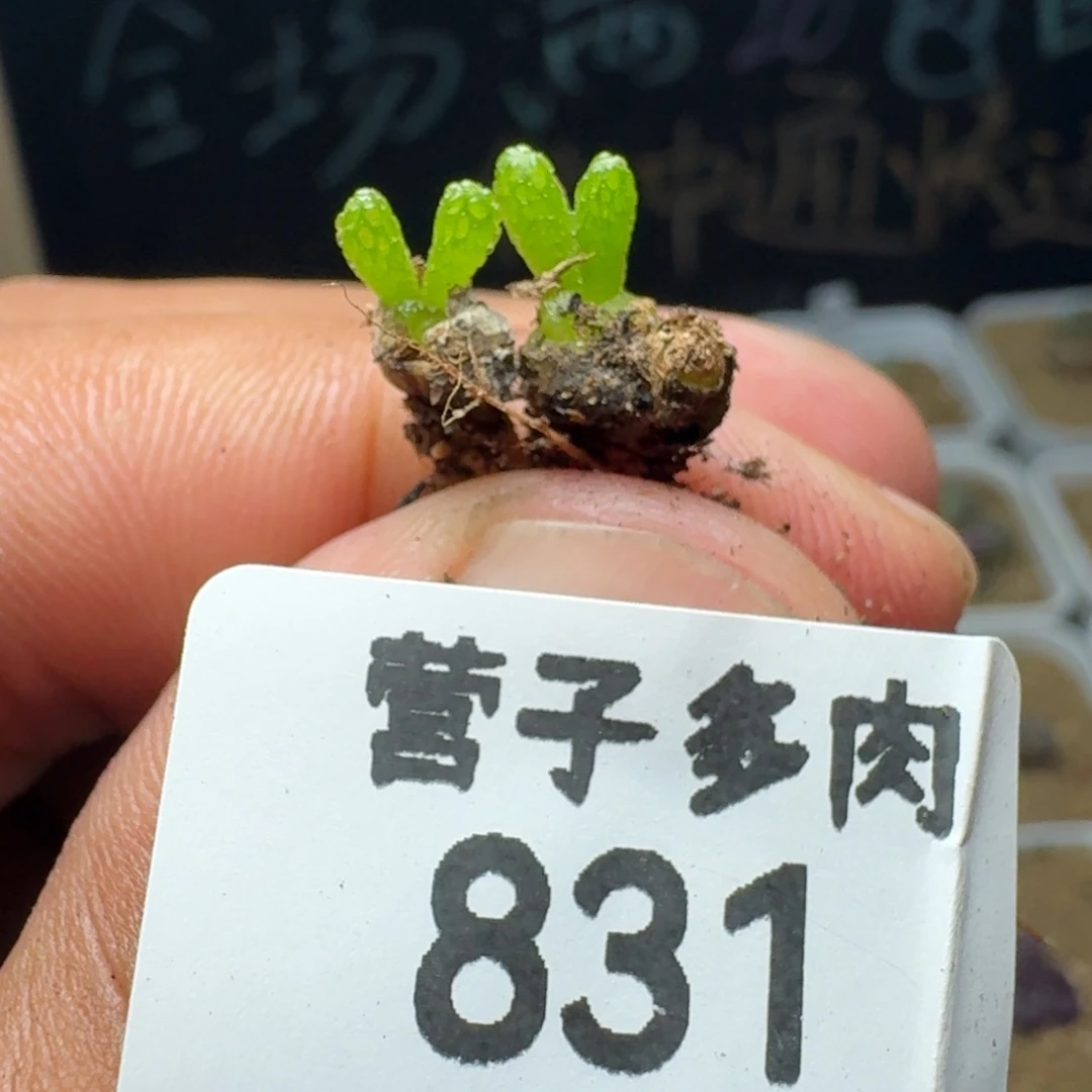 妖奇玉。  两颗。