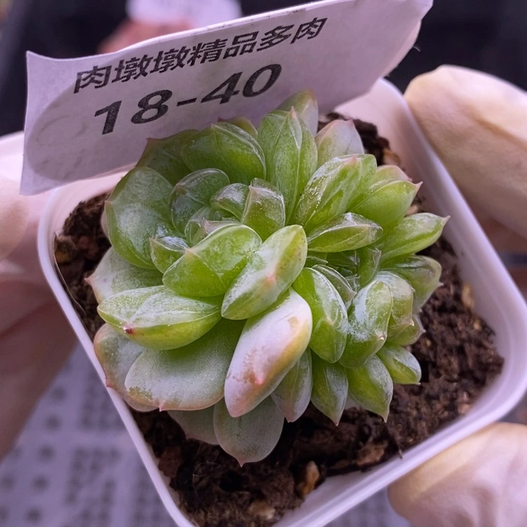 【闪购商品】18-40白恋