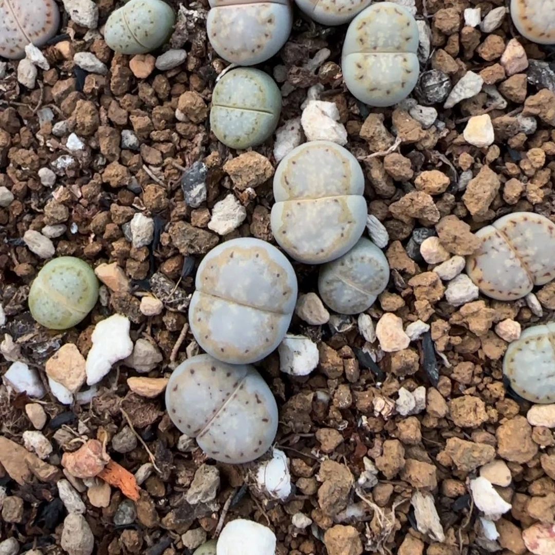 金边饼干可挑大棚直播