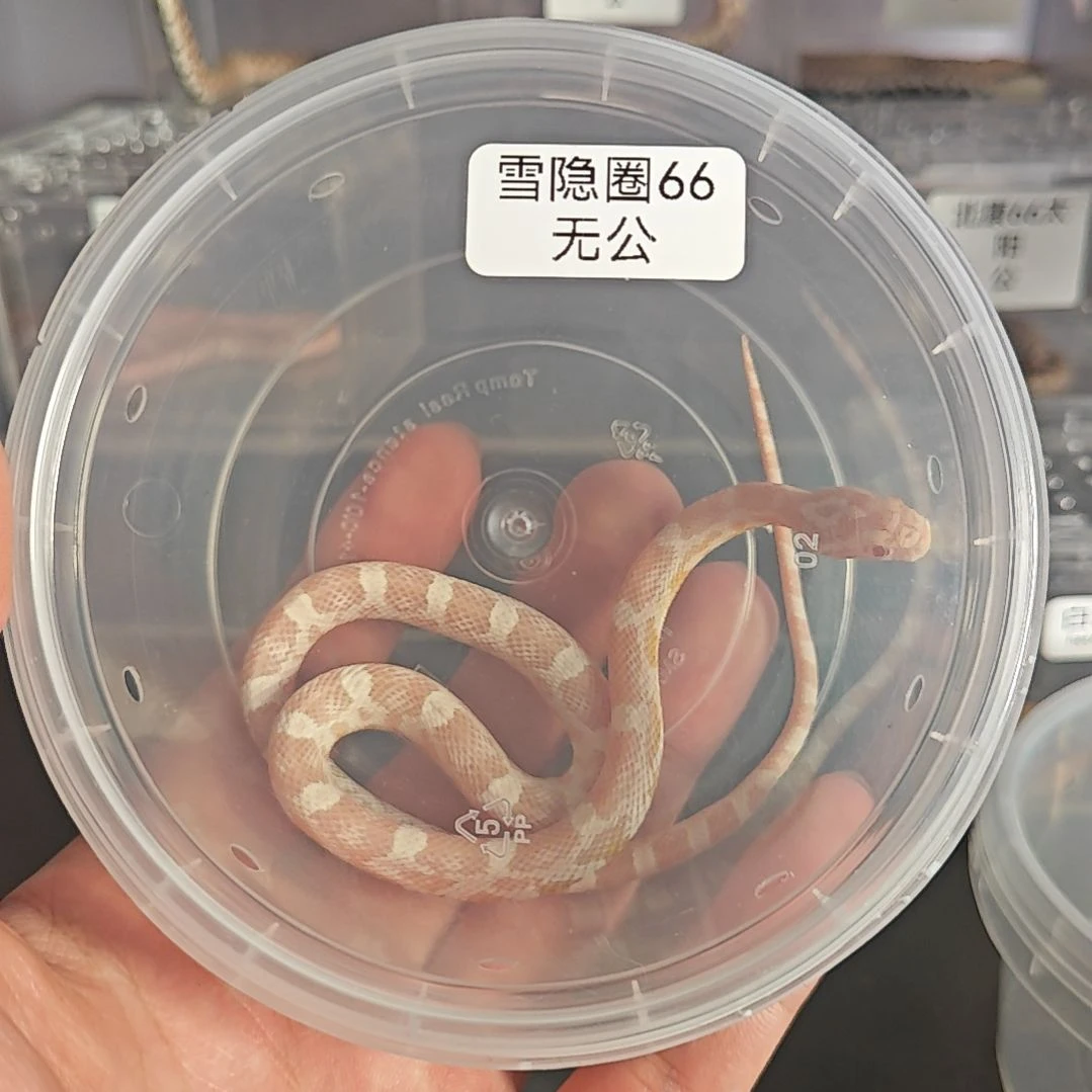 豹纹守宫雪白隐圈66无
