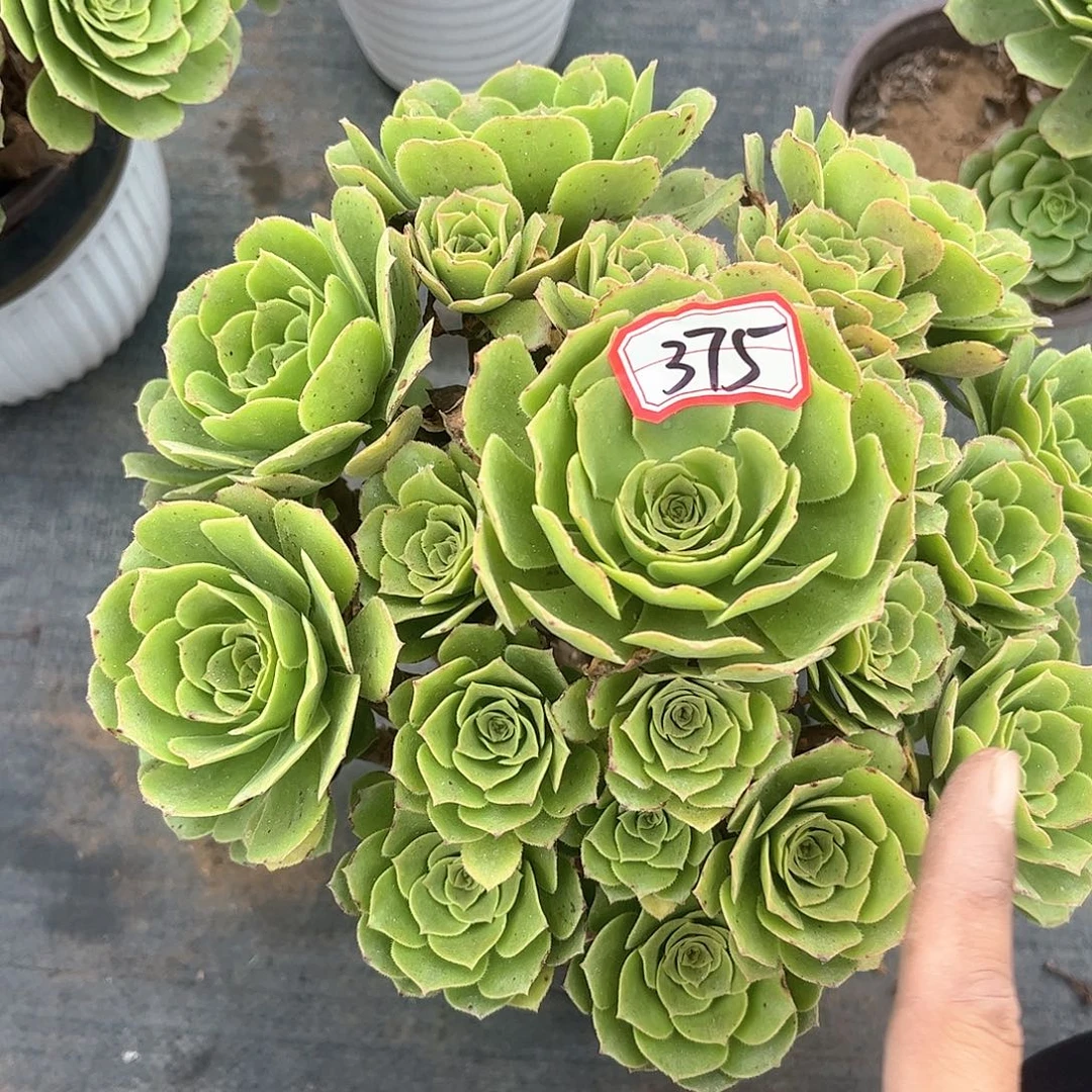 多肉植物375好多肉都