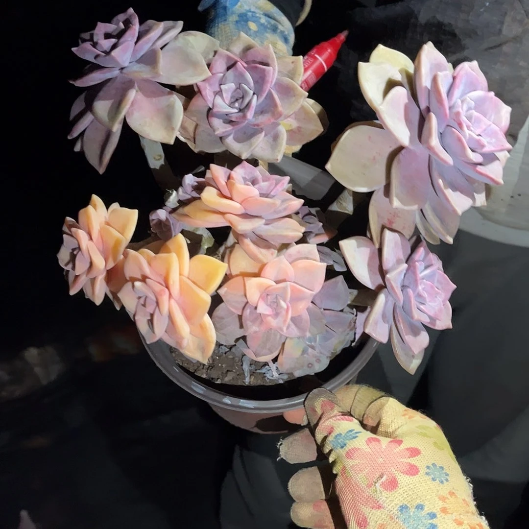 小*多肉植物紫乐景c75