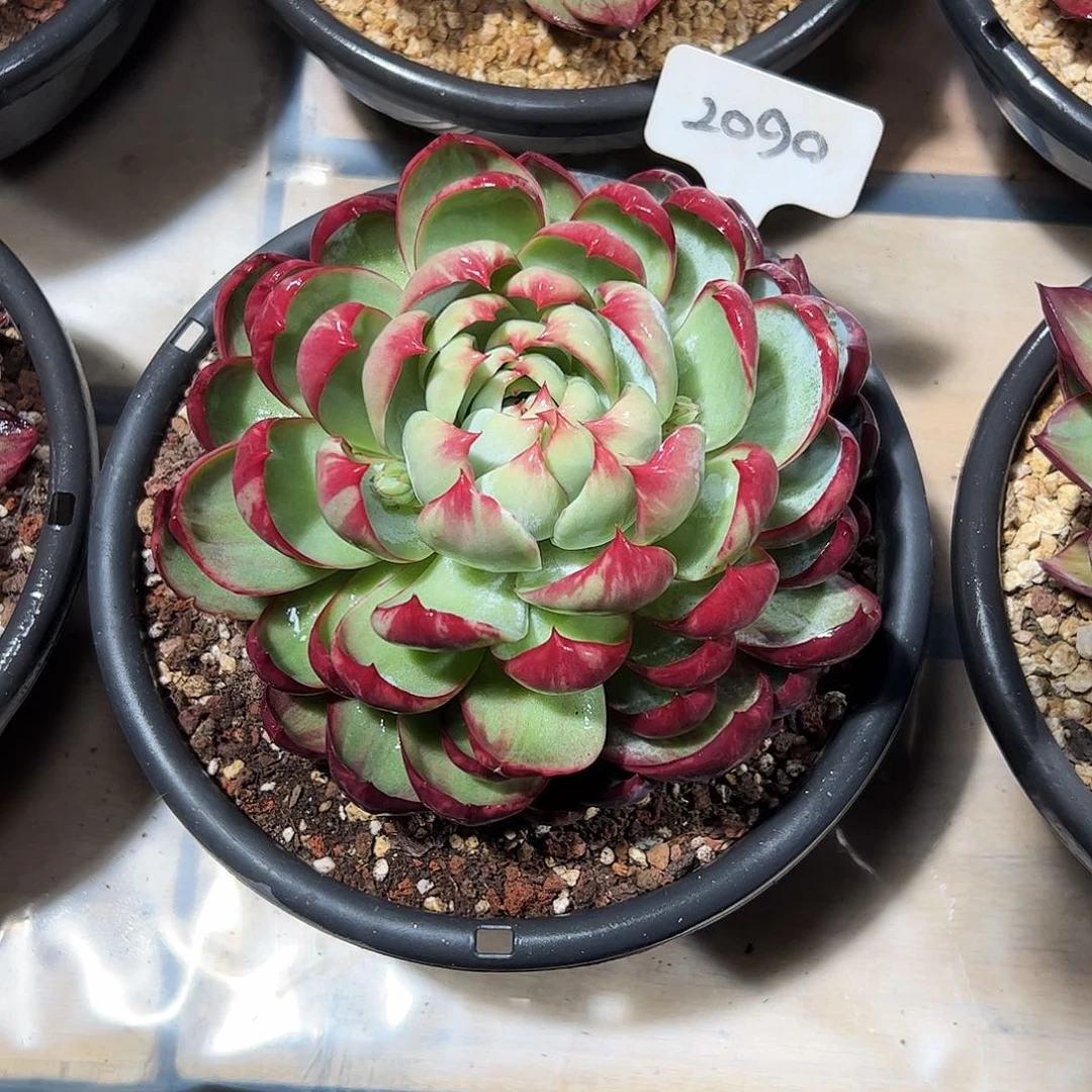 庄***庄惊鸿仙子一物一拍