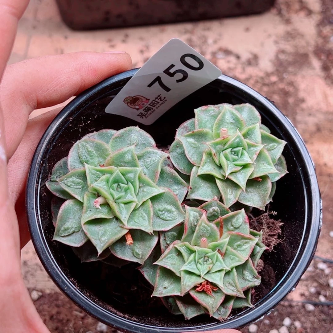 今****丶多肉植物多肉植物