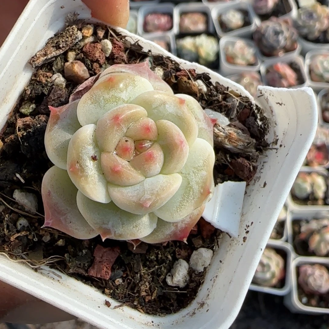 小卡拉米糖心一物一拍