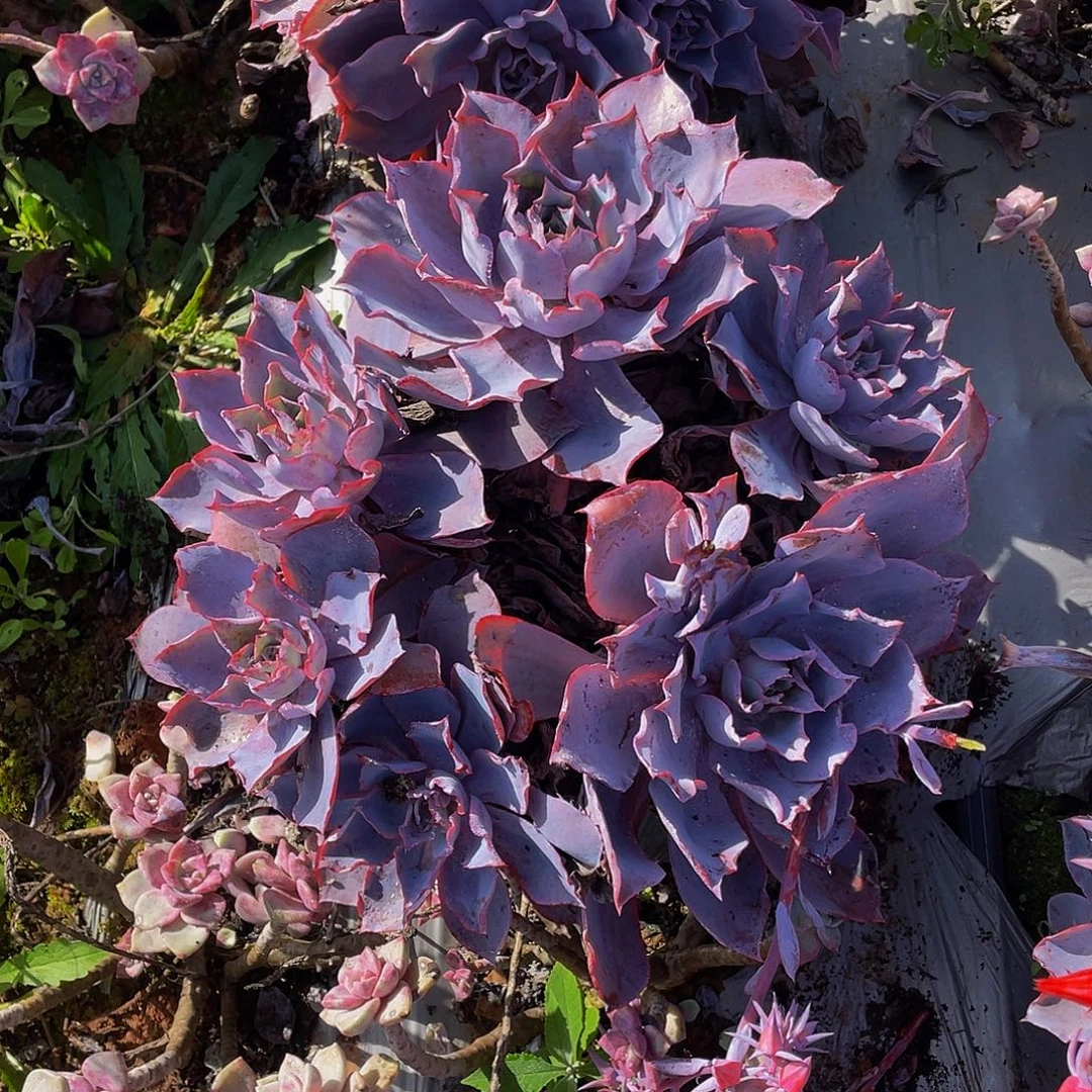 晚霞多头36.8多肉老桩群生