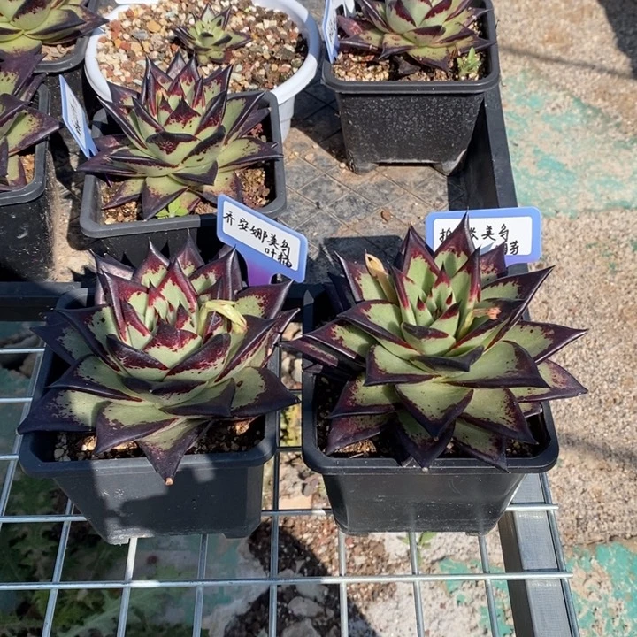 花****熊勋版芽2棵B-25.2.17
