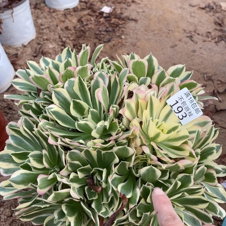 193白凤大绣球1北法师