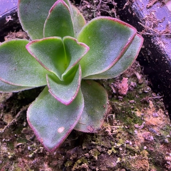 小****妮变异3厘米1124343767353