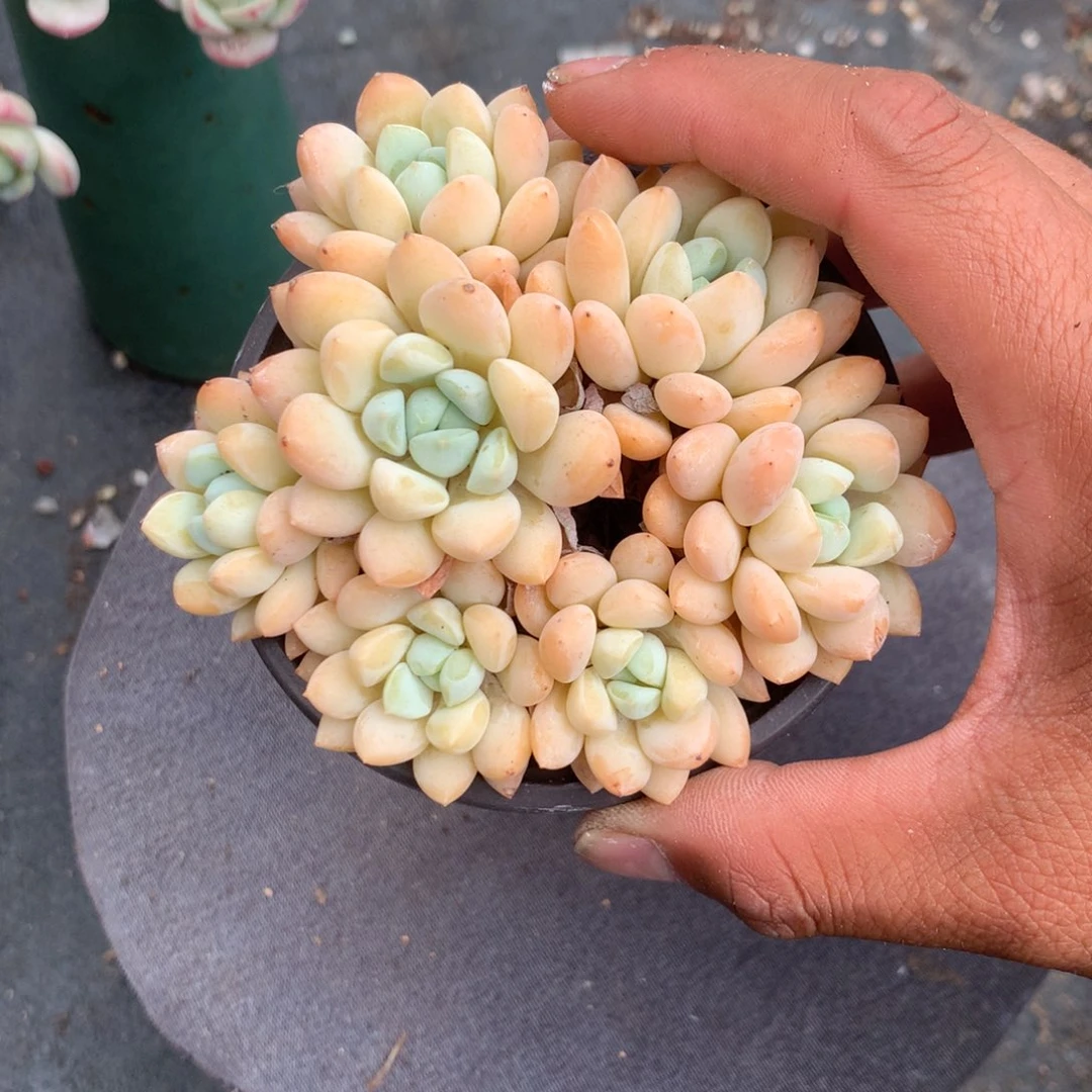 那就是说他没时间我还会