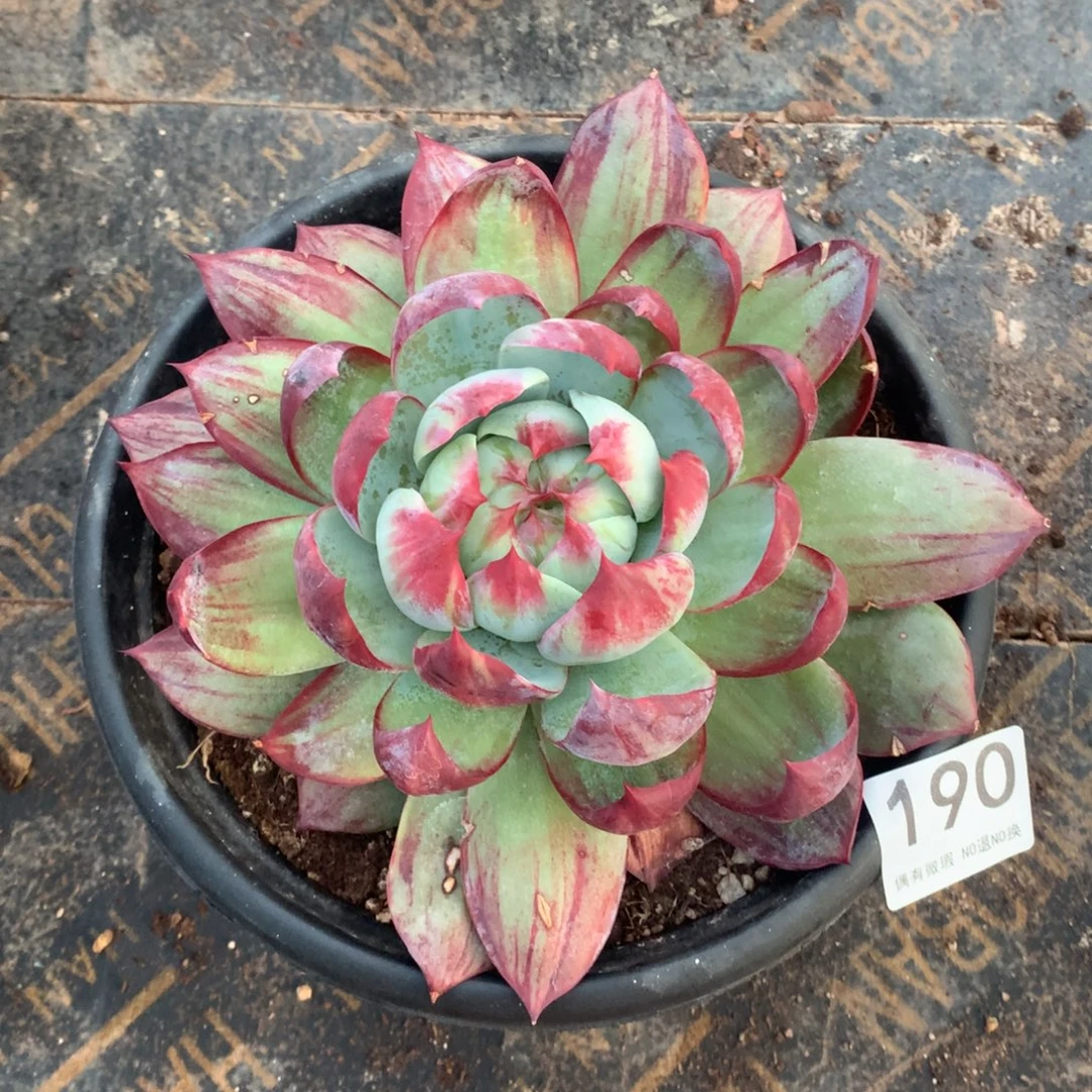 190惊鸿仙子多肉植物