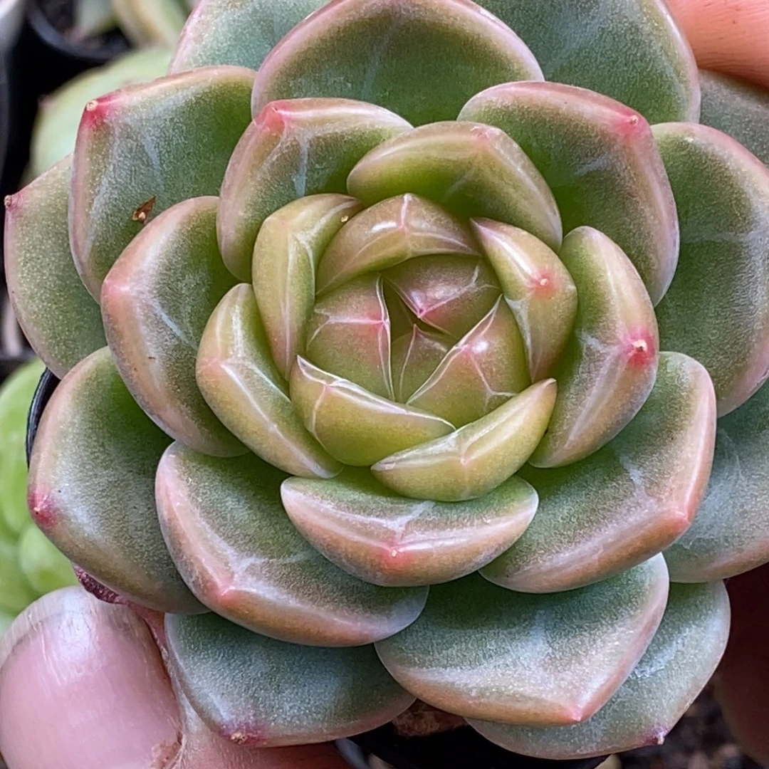 福利天官赐福百无禁忌