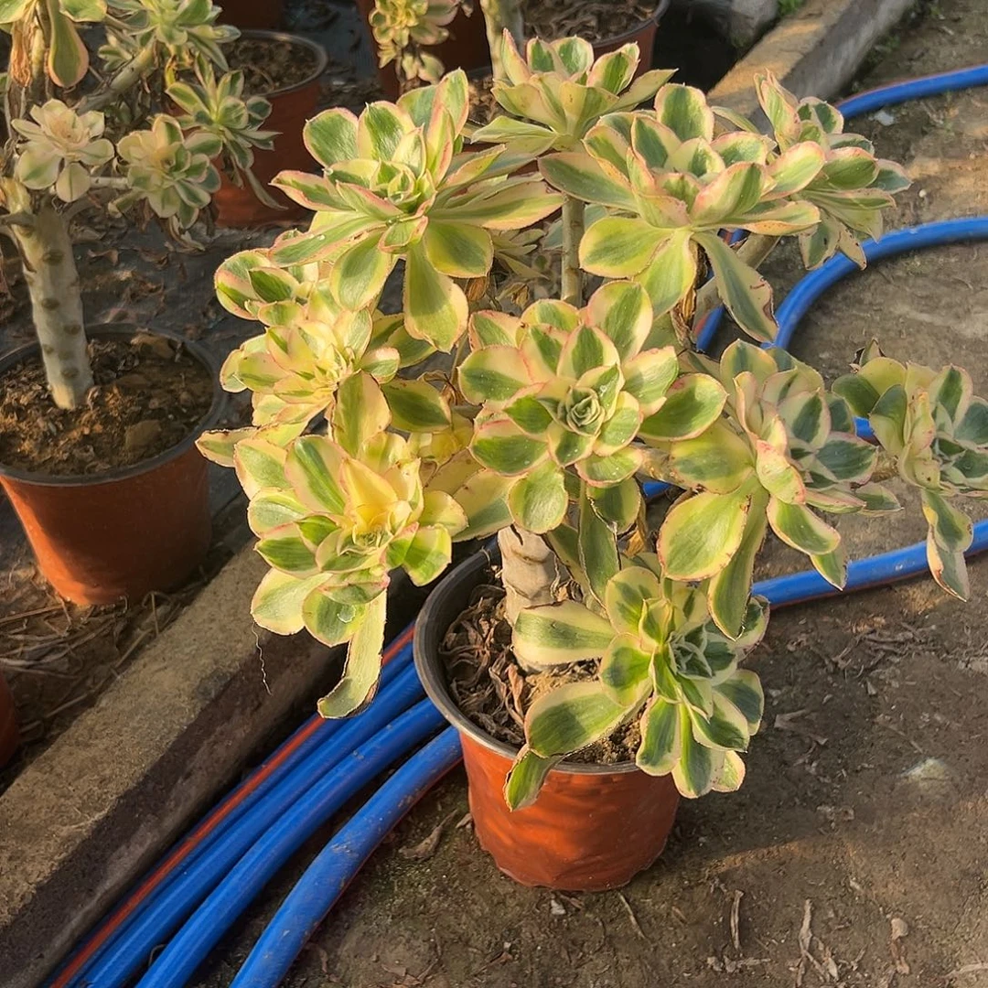 10燕姿无主头法师多肉植物