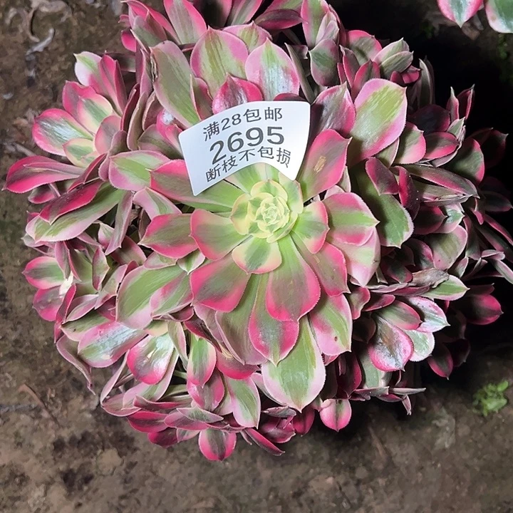 2695七彩石多肉植物