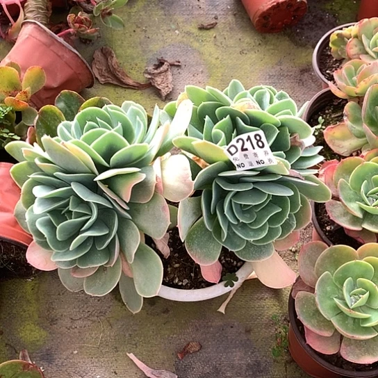 银翼自然群218 亏本处理退款拉黑7-8天发货