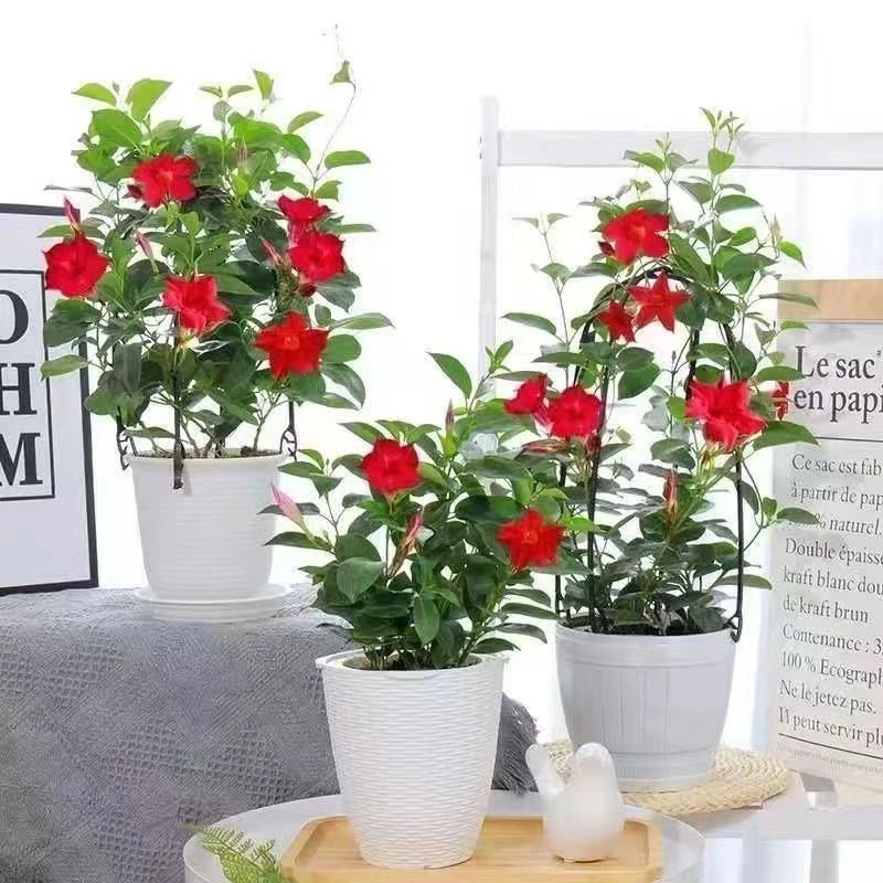 飘香藤花苗双喜藤室内花卉开花攀爬植物盆栽阳台庭院带花苞