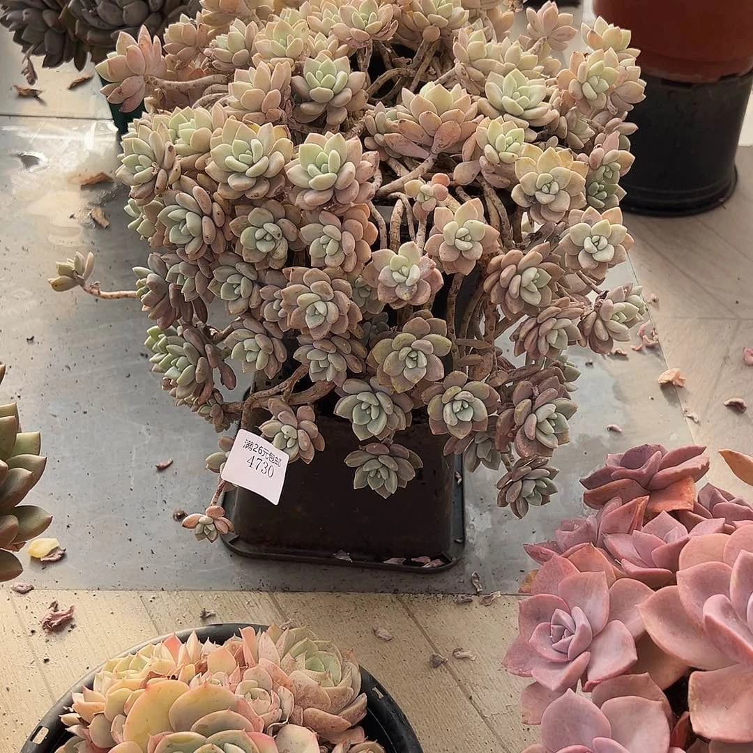 徐***吉4730克洛伊多肉植物多肉