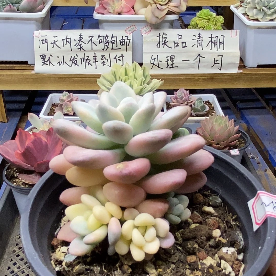 29281 洛神锦自然群