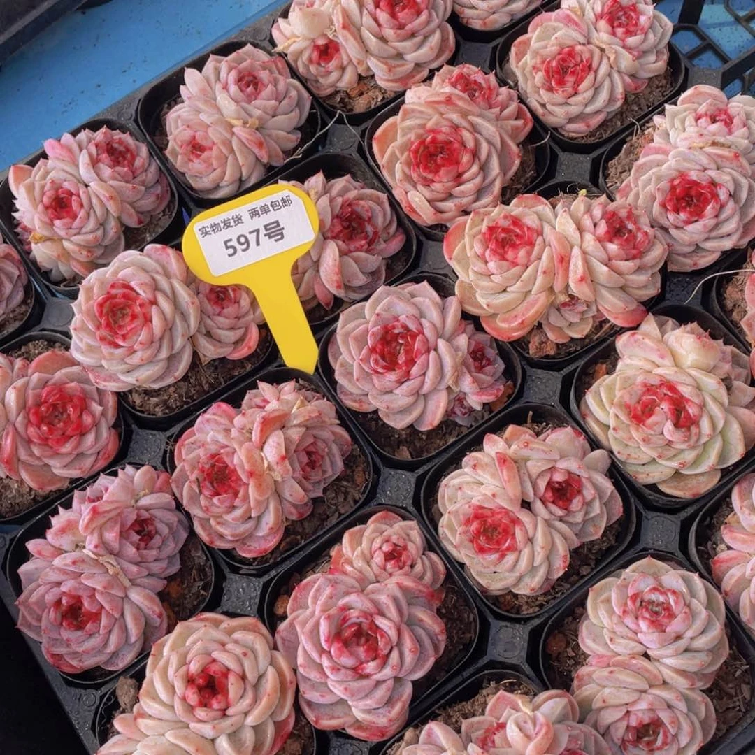 597号红丝绒糖心天鹅绒双头一个