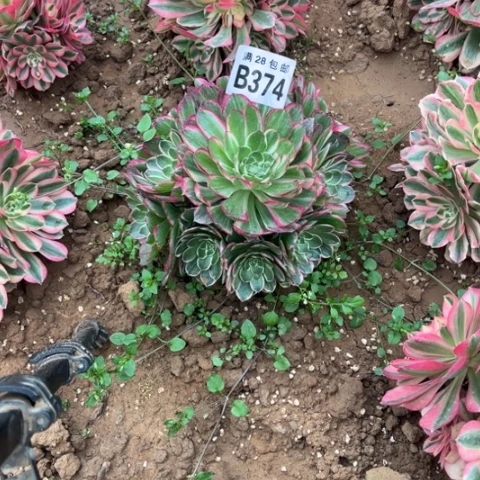 374海王不包断枝