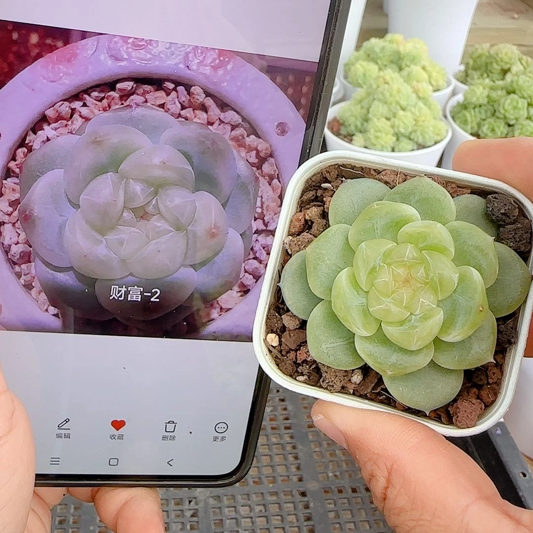【闪购商品】0018-111（财富-2）