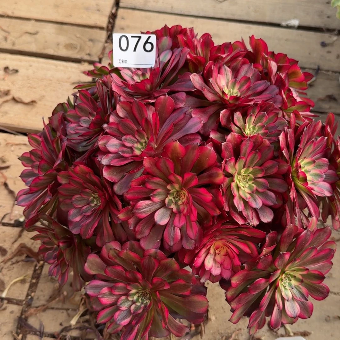 【闪购商品】076多肉