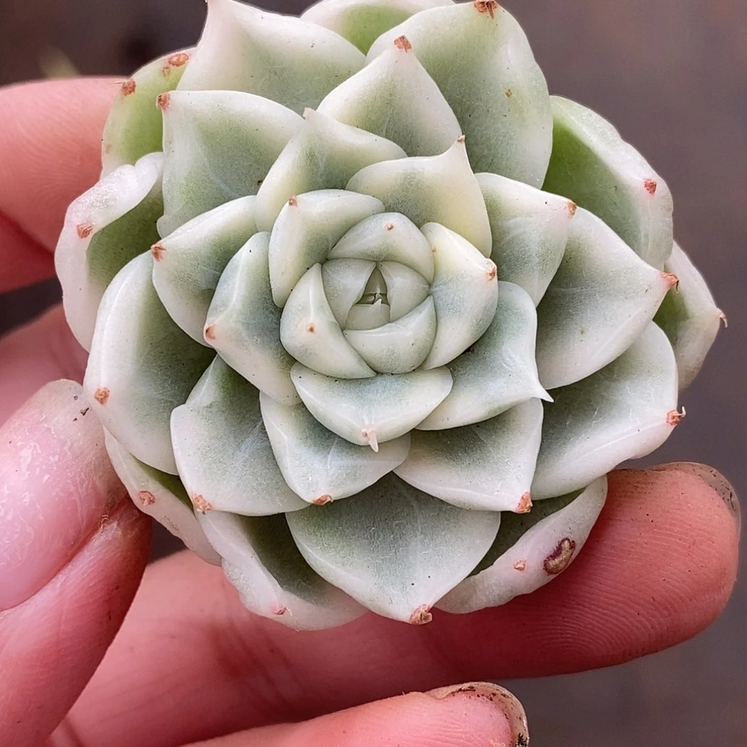 麦秆哈哈哈哈哈哈哈