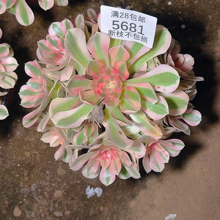 5681粉女巫多肉植物