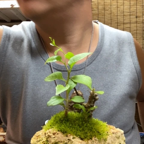 红陶一物一拍所见即所得94