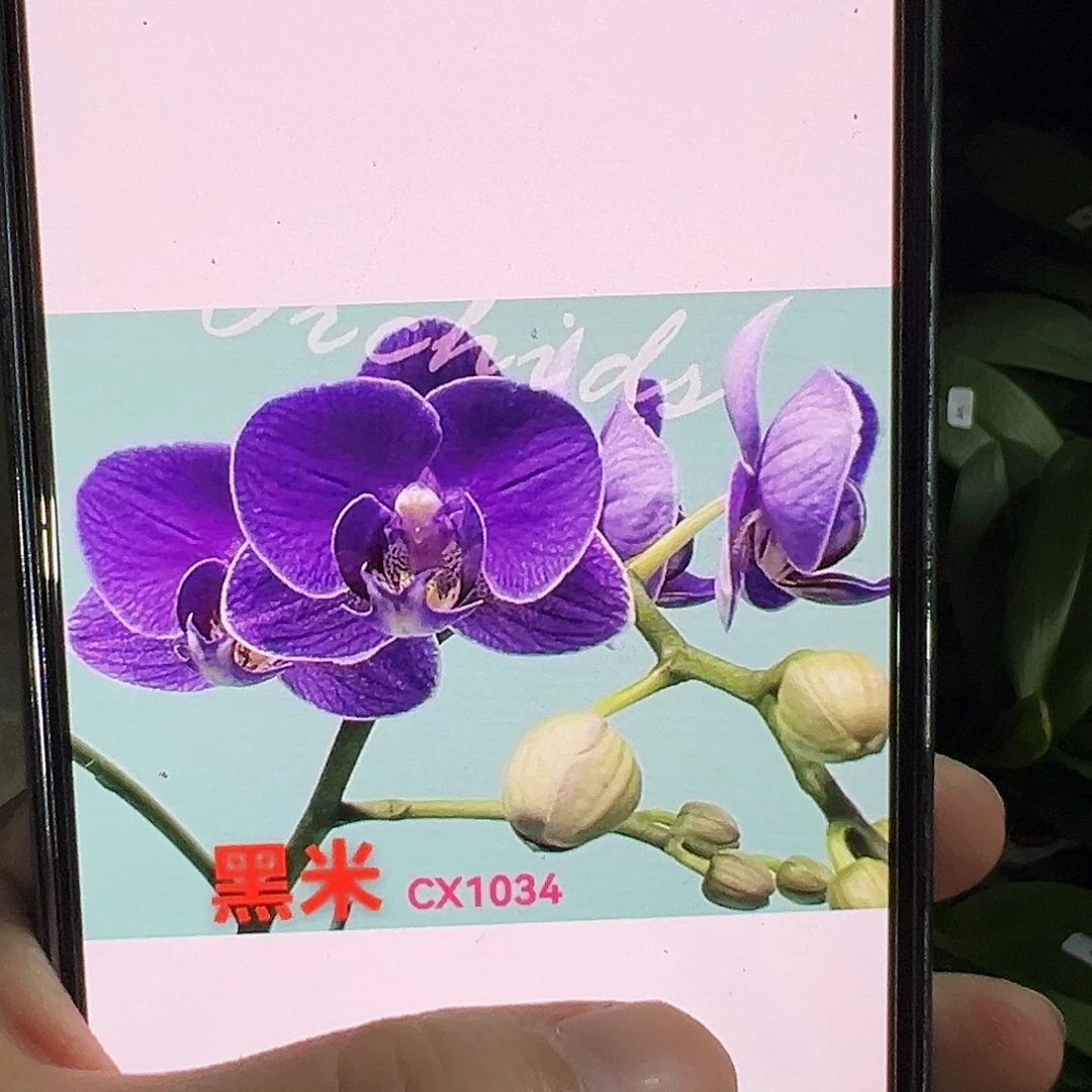 当前无花栽培后可以开花黑米新苗发货