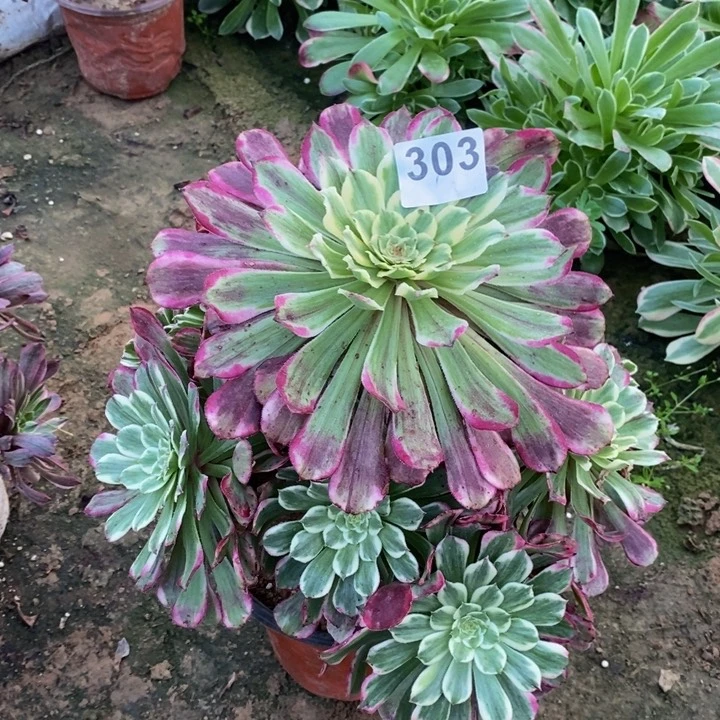 303紫烟大手捧多肉