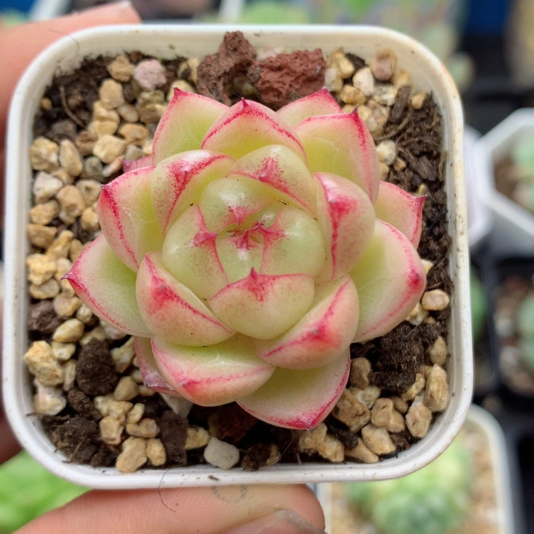 58包邮 群生不包整76