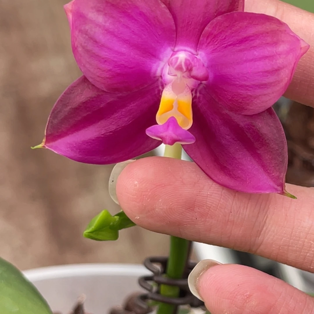 完全开放弥陀46–884