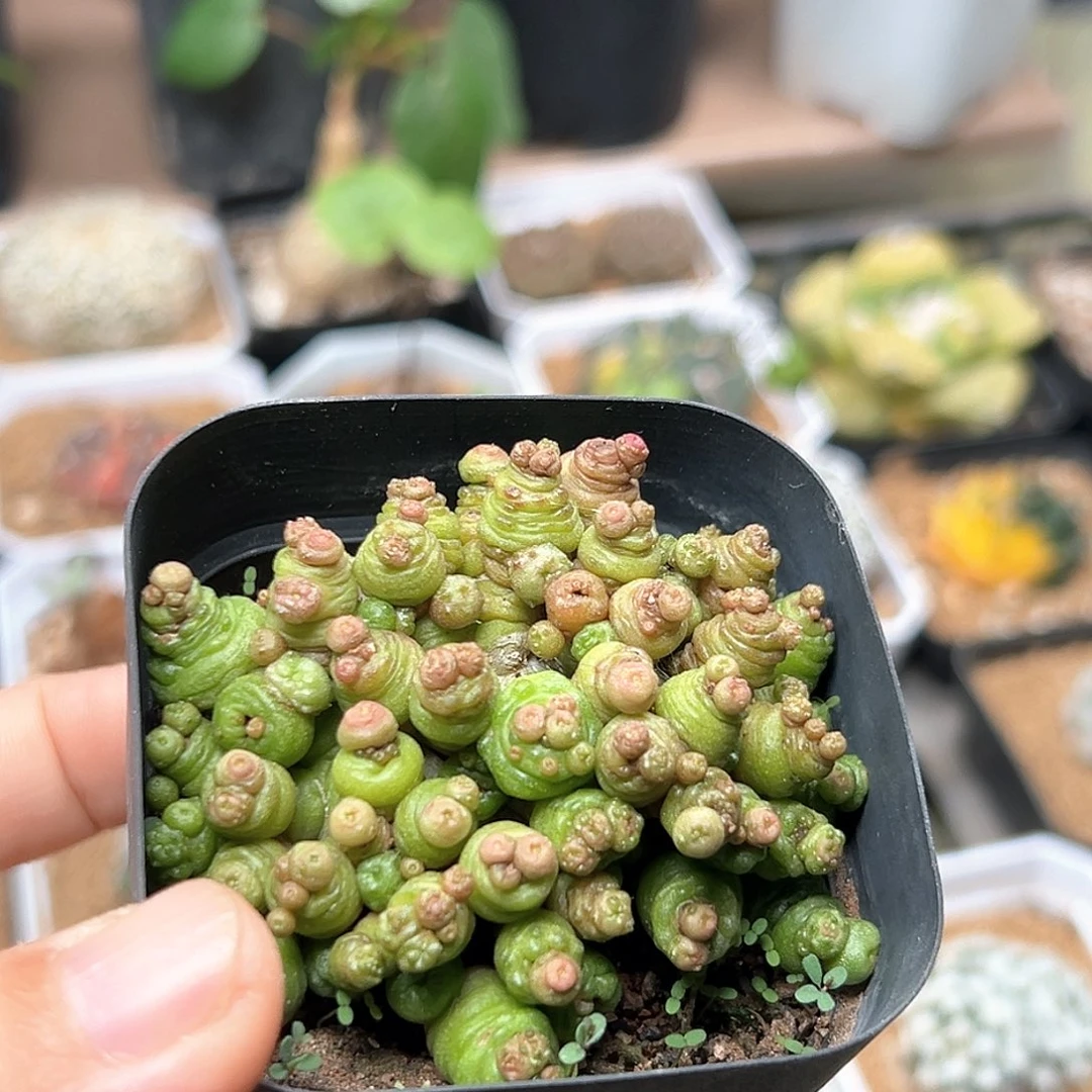 无花朵高沙一点红实生球一颗6.5CM