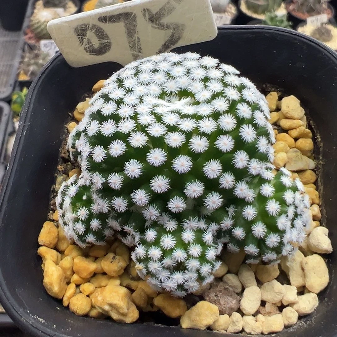 075短刺佛头春星群仙人球