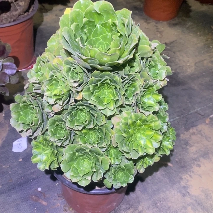 绿羊绒62多肉植物法师法师