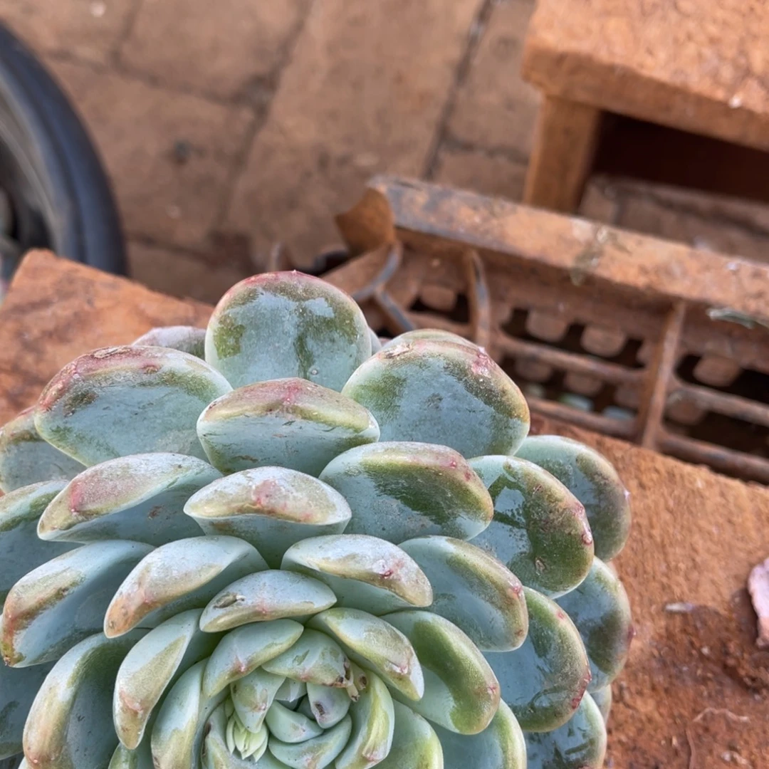 华***丽十级福利整装无砍