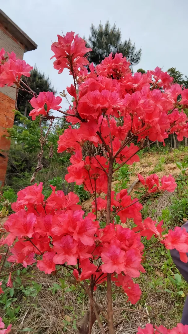 大别山映山红，先花后叶